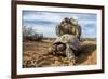 Pair of Leopard tortoises mating, Karoo, South Africa-Paul Williams-Framed Photographic Print