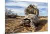 Pair of Leopard tortoises mating, Karoo, South Africa-Paul Williams-Mounted Photographic Print