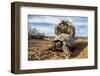 Pair of Leopard tortoises mating, Karoo, South Africa-Paul Williams-Framed Photographic Print