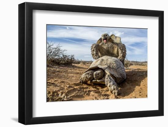 Pair of Leopard tortoises mating, Karoo, South Africa-Paul Williams-Framed Photographic Print