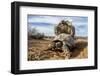 Pair of Leopard tortoises mating, Karoo, South Africa-Paul Williams-Framed Photographic Print