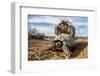 Pair of Leopard tortoises mating, Karoo, South Africa-Paul Williams-Framed Photographic Print