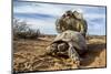 Pair of Leopard tortoises mating, Karoo, South Africa-Paul Williams-Mounted Photographic Print