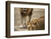 Pair of lions (Panthera leo), Serengeti National Park, Tanzania, East Africa, Africa-Ashley Morgan-Framed Photographic Print