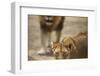 Pair of lions (Panthera leo), Serengeti National Park, Tanzania, East Africa, Africa-Ashley Morgan-Framed Photographic Print