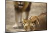 Pair of lions (Panthera leo), Serengeti National Park, Tanzania, East Africa, Africa-Ashley Morgan-Mounted Photographic Print