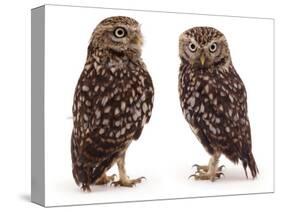 Pair of Little Owls-Jane Burton-Stretched Canvas