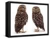 Pair of Little Owls-Jane Burton-Framed Stretched Canvas