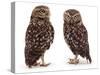 Pair of Little Owls-Jane Burton-Stretched Canvas