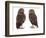 Pair of Little Owls-Jane Burton-Framed Premium Photographic Print