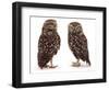 Pair of Little Owls-Jane Burton-Framed Premium Photographic Print