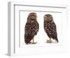 Pair of Little Owls-Jane Burton-Framed Premium Photographic Print