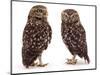 Pair of Little Owls-Jane Burton-Mounted Premium Photographic Print