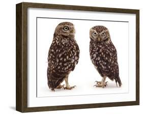 Pair of Little Owls-Jane Burton-Framed Photographic Print