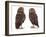 Pair of Little Owls-Jane Burton-Framed Photographic Print