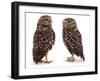 Pair of Little Owls-Jane Burton-Framed Photographic Print