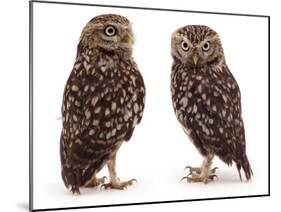 Pair of Little Owls-Jane Burton-Mounted Photographic Print