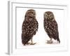 Pair of Little Owls-Jane Burton-Framed Photographic Print