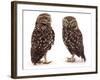 Pair of Little Owls-Jane Burton-Framed Photographic Print