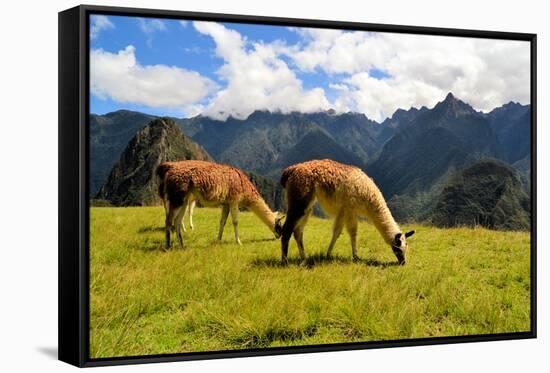 Pair of Llamas in the Peruvian Andes Mountains-flocu-Framed Stretched Canvas