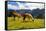 Pair of Llamas in the Peruvian Andes Mountains-flocu-Framed Stretched Canvas