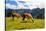 Pair of Llamas in the Peruvian Andes Mountains-flocu-Stretched Canvas