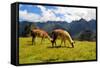 Pair of Llamas in the Peruvian Andes Mountains-flocu-Framed Stretched Canvas