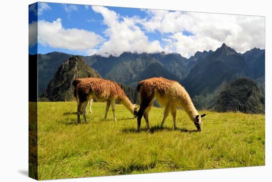 Pair of Llamas in the Peruvian Andes Mountains-flocu-Stretched Canvas