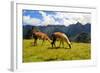 Pair of Llamas in the Peruvian Andes Mountains-flocu-Framed Photographic Print