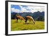 Pair of Llamas in the Peruvian Andes Mountains-flocu-Framed Photographic Print