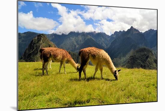 Pair of Llamas in the Peruvian Andes Mountains-flocu-Mounted Photographic Print