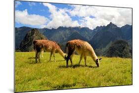 Pair of Llamas in the Peruvian Andes Mountains-flocu-Mounted Photographic Print