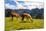 Pair of Llamas in the Peruvian Andes Mountains-flocu-Mounted Photographic Print