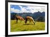 Pair of Llamas in the Peruvian Andes Mountains-flocu-Framed Photographic Print