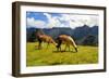 Pair of Llamas in the Peruvian Andes Mountains-flocu-Framed Photographic Print