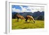 Pair of Llamas in the Peruvian Andes Mountains-flocu-Framed Photographic Print