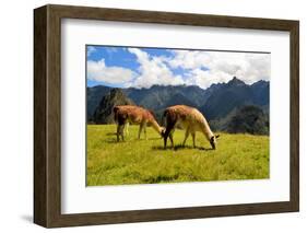 Pair of Llamas in the Peruvian Andes Mountains-flocu-Framed Photographic Print