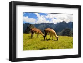 Pair of Llamas in the Peruvian Andes Mountains-flocu-Framed Photographic Print