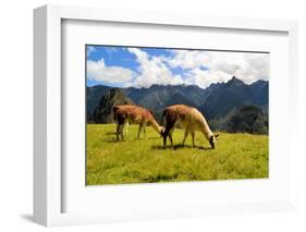 Pair of Llamas in the Peruvian Andes Mountains-flocu-Framed Photographic Print