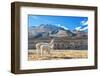 Pair of Llamas-jkraft5-Framed Photographic Print