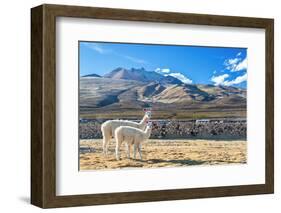 Pair of Llamas-jkraft5-Framed Photographic Print