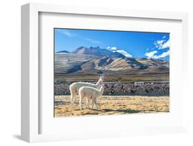 Pair of Llamas-jkraft5-Framed Photographic Print