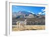 Pair of Llamas-jkraft5-Framed Photographic Print