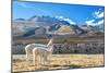 Pair of Llamas-jkraft5-Mounted Photographic Print