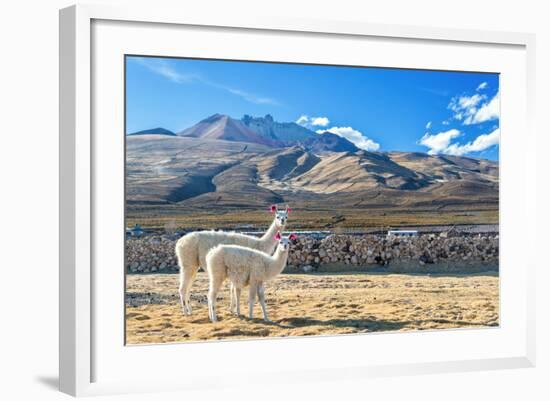 Pair of Llamas-jkraft5-Framed Photographic Print