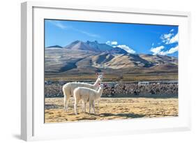 Pair of Llamas-jkraft5-Framed Photographic Print