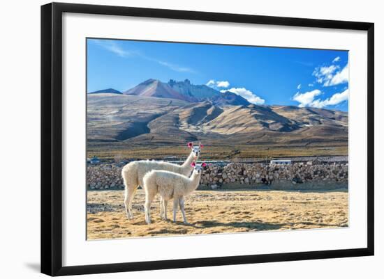 Pair of Llamas-jkraft5-Framed Photographic Print