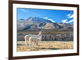 Pair of Llamas-jkraft5-Framed Photographic Print