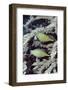 Pair of Longnose Hawkfish-Hal Beral-Framed Photographic Print