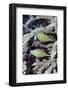 Pair of Longnose Hawkfish-Hal Beral-Framed Photographic Print